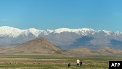 An Afghan man and his son watch their sheep graze in front of the Hindu Kush Mountains near Bagram on the outskirts of Kabul.