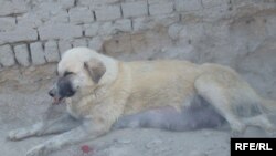 آرشیف - یک سگ ولگرد گوشۀ از شهر کابل