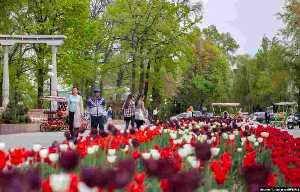 Жоогазындар майдын аягына чейин шаар тургундарынын маанайын көтөрмөкчү. Андан соң алардын ордуна башка гүлдөр отургузулат.&nbsp;