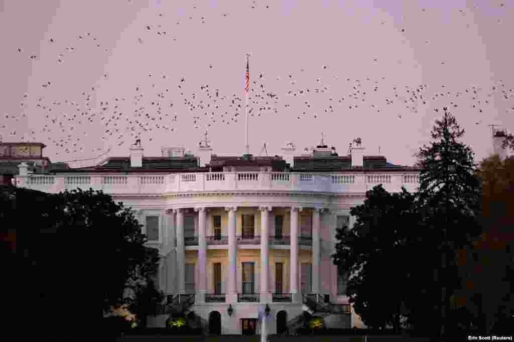 Птици летаат над Белата куќа, еден ден по победата на претседателските избори за поранешниот потпретседател Џо Бајден, Вашингтон, 8 ноември 2020 година.