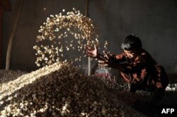 Un copil sortează floricele la o fabrică de la periferia orașului Jalalabad - iunie 2013