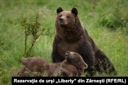 Urși din rezervația Libearty de la Zărnești, județul Brașov.