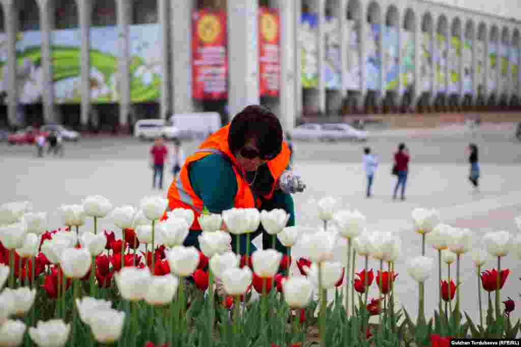 Назгүл Жапарова сегиз жылдан бери Ала-Тоо аянтындагы тазалыкты көзөмөлдөп жана аянтты көрктөндүргөндөрдүн бири. Бапестеп баккан гүлдөрүн үзүп кеткендерге нааразы.&nbsp; "Эртең менен кечке чейин ушул гүлдөрдү айланчыктап жүрөбүз. Шаарыбыз кооз болуп, элибиздин маанайы көтөрүңкү болсо экен деп гүлдөрдү соолутпай карайбыз. Бирок айрымдар биздин эмгекти баалабай, жоогазындарды жулуп кетишет". &nbsp;