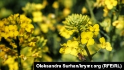 Заморозки зачіпили посіви ріпаку в Україні, кажуть фахівці