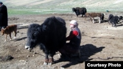 Топоз саап жаткан мургабдык кыргыз келин. Тажикстан.