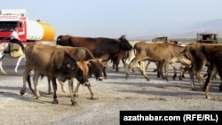 Türkmenistanda mekdep partasynda bolmaly ýaş oglanlara mal bakdyrmak 'adaty' zat bolup galýar.