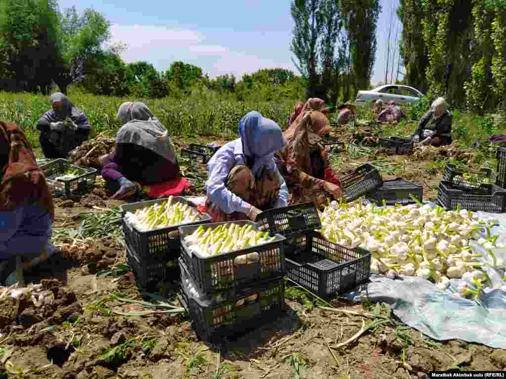 Картөшкө менен кошо сарымсак да жыйналып жатат.