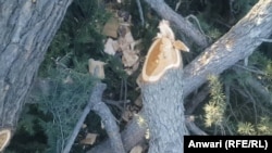 قطع جنگلات در ولایت کنر - عکس از آرشیف