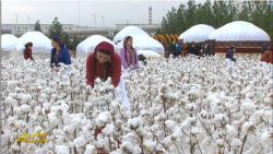 Garaşsyzlyk baýramynda mugallymlara we okuwçylara mejbury pagta ýygdyryldy