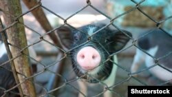 Gözenegiň aňyrsynda saklanýan doňuz.