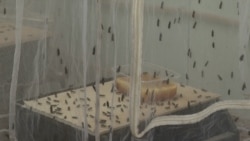 Eco-Friendly Flies In Kazakhstan Devour Food Waste In Fight Against Garbage Pollution (Video)