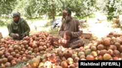 د کندهار انار-ارشیف
