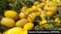 Ошто коон-дарбыз өтпөй калды