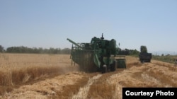 Кыргызстандын буудай талаасы