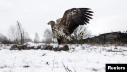 Чернобылдагы жаныбарлар