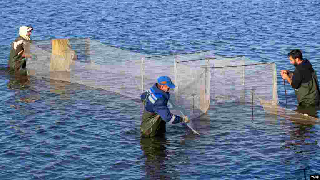 Первый экспериментальный &laquo;урожай&raquo; креветок, который выращивали в обычном пруду, здесь собрали в 2018 году