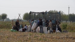 Diňle: Merkezi Aziýanyň pagta mejburlygy mekdepleriň we hassahanalaryň işine päsgel berýär