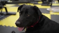 مصنوعي پښې لرونکی سپی اوکرایني سرتېرو ته ډاډ ورکوي