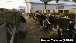 Підсобне господарство Києво-Печерської лаври, Київська область, село Вороньків, 30 листопада 2018 року