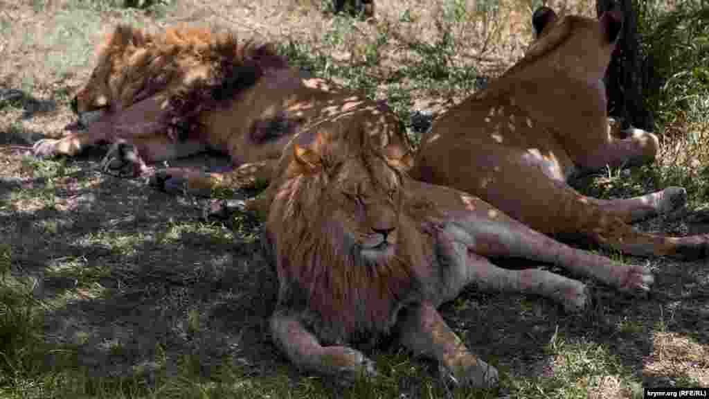 Лев &mdash; одно из самых известных животных в мире. Его называют царем зверей​.