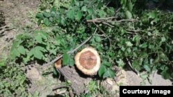 Пенек от одного из срубленных деревьев в Бишкеке. 