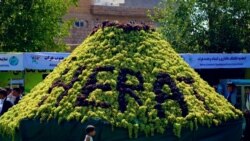 آرشیف، انگور هرات