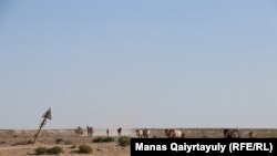 Лошади идут на водопой к колодцу. Этот и другие снимки галереи сделаны в середине июля