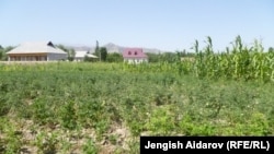 Иллюстрациялык сүрөт.