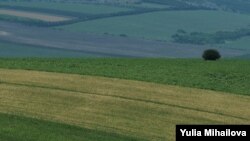 „Forța Fermierilor” cere ca în proiectul noului Cod funciar să fie formulată clar interdicția procurării terenurilor agricole de către cetățenii altor state.  