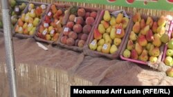 عکس از آرشیف - جنبه تزئینی دارد