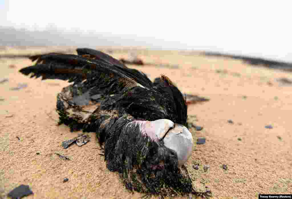 Мертвая птица не берегу реки Нуллика в городе Идене