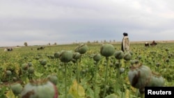 کشت کوکنار در ولسوالی گرشک ولایت هلمند. عکس از آرشیف