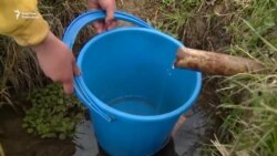 Таза суу күткөн Шакафтар