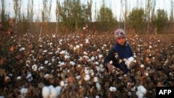 کشتزار پنبه در مزار شریف