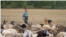 Shepherd Andrei Răilean from Cotiujenii Mari, Soldanesti district, Republic of Moldova