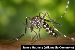 Арстан чиркей.