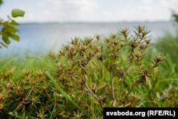 Багун, Ельня