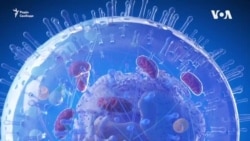 Вчені розкривають нові ризики для серця, пов'язані з COVID-19