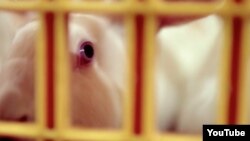 Этому кролику суждено превратиться в жаркое. Кадр из фильма Алины Кнеепкенс "О еде"