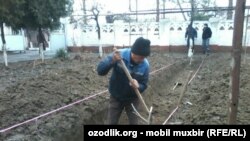 Андижон мактабларидан бирида қурилаётган лимонарий