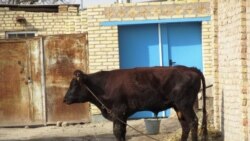 Lebapda iri şahly mallar ýene köpçülikleýin haram ölýär