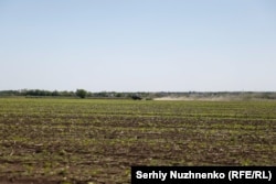 Окрім заморозків на посіви зернових також впливає посуха, кажуть фермери. Фото ілюстративне