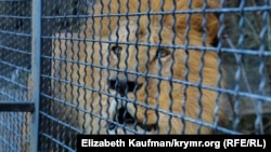 Ялта. Зоопарк «Сказка». Лев из зоопарка, 2016 год