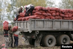 &#x423;&#x437;&#x431;&#x435;&#x43A;&#x441;&#x43A;&#x438;&#x435; &#x442;&#x440;&#x443;&#x434;&#x43E;&#x432;&#x44B;&#x435; &#x43C;&#x438;&#x433;&#x440;&#x430;&#x43D;&#x442;&#x44B; &#x440;&#x430;&#x431;&#x43E;&#x442;&#x430;&#x44E;&#x442; &#x43D;&#x430; &#x443;&#x431;&#x43E;&#x440;&#x43A;&#x435; &#x43A;&#x430;&#x440;&#x442;&#x43E;&#x444;&#x435;&#x43B;&#x44F; &#x432; &#x434;&#x435;&#x440;&#x435;&#x432;&#x43D;&#x435; &#x411;&#x435;&#x440;&#x435;&#x437;&#x43E;&#x432;&#x43A;&#x430; &#x41A;&#x440;&#x430;&#x441;&#x43D;&#x43E;&#x44F;&#x440;&#x441;&#x43A;&#x43E;&#x433;&#x43E; &#x43A;&#x440;&#x430;&#x44F; &#x420;&#x43E;&#x441;&#x441;&#x438;&#x438;. 7 &#x441;&#x435;&#x43D;&#x442;&#x44F;&#x431;&#x440;&#x44F; 2015 &#x433;&#x43E;&#x434;&#x430;.