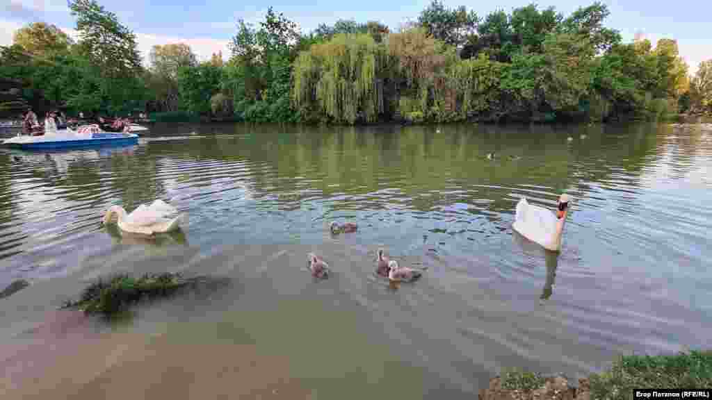 Есть версия, что птицы на пруду страдают от множества катамаранов, в дневное время постоянно курсирующих по небольшому пруду, Гагаринский парк, Симферополь