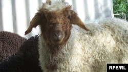 Illýustrasiýa suraty