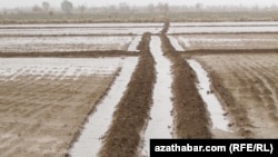 Illýustrasiýa suraty. Serhetabatda suw tutulýan ýerler. 