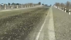 В Узбекистане нашествие саранчи – насекомые заразили уже больше 200 тысяч гектаров земли