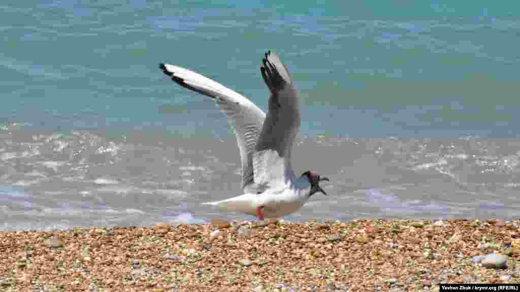 Другая &ndash; недовольна, что ее потревожили громким ревом винтов