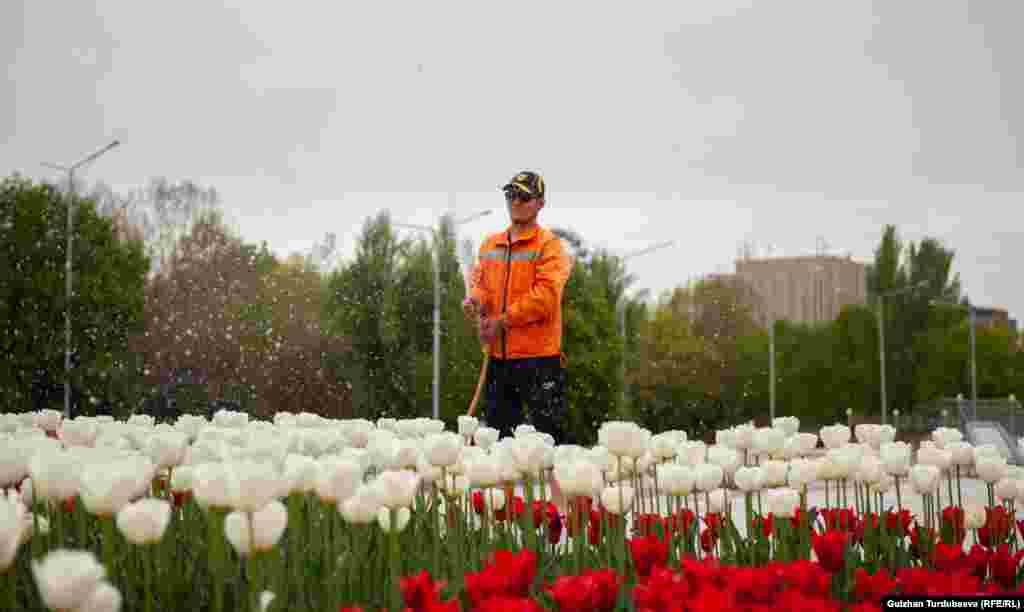 Гүлдөр аптасына эки жолу сугарылат.&nbsp;